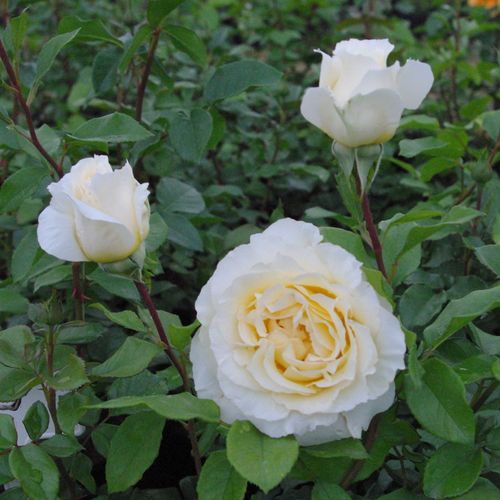 Máslová s jemně růžovým okrajem - Stromkové růže s květmi čajohybridů - stromková růže s keřovitým tvarem koruny